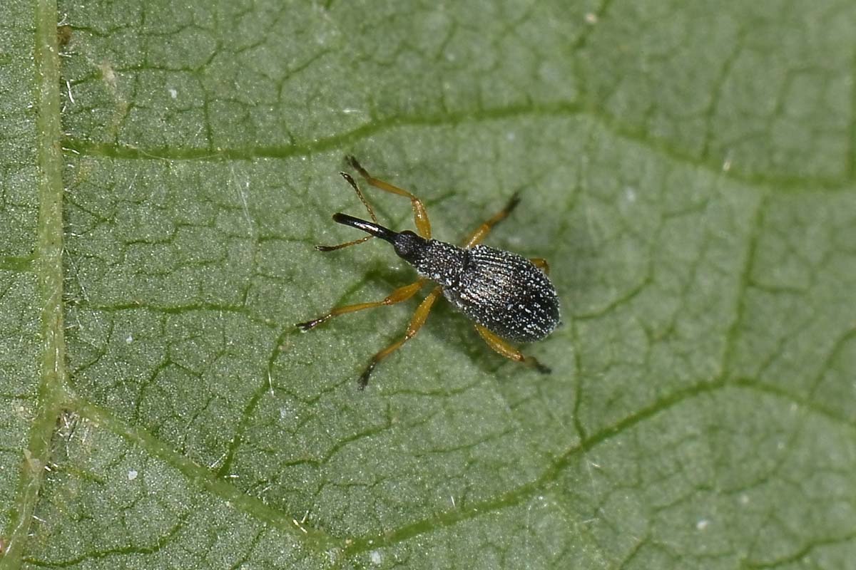 Apionidae:  Protapion fulvipes?    Sì !